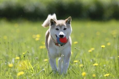 配当利回り４％！「ダウの犬」型・日本株ファンドの作り方