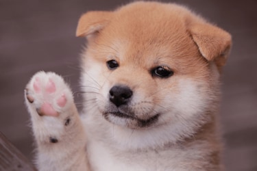 Idecoとふるさと納税を併用すると損 それって本当 トウシル 楽天証券の投資情報メディア