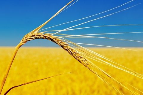 「食糧危機」が世界をゆらす。3つの要因と4つの影響