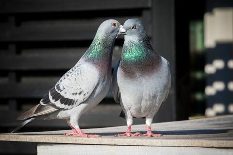 ハトなの？タカなの？イエレン議長の真意つかめず右往左往