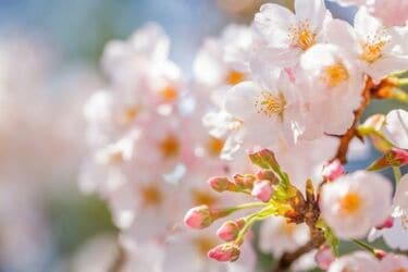季節予報 は暖かい春夏を示唆 トウシル 楽天証券の投資情報メディア