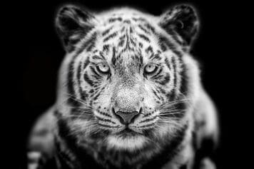 移動平均線で株価トレンドをつかみ、売り時・買い時を逃さない！失敗パターンと注意点