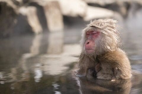 イエレン＋トランプの合成ゴルディロックス相場にＧ・ソロスもギブアップ