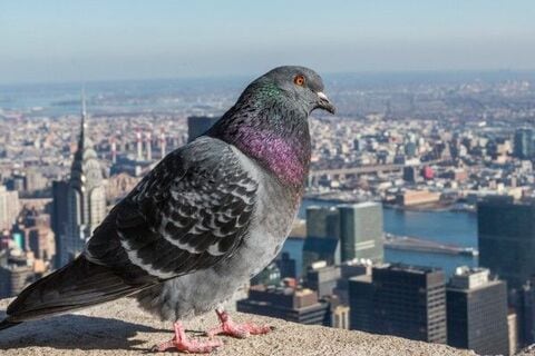 FOMCで金融相場を確認？日米で見直されるIPO銘柄