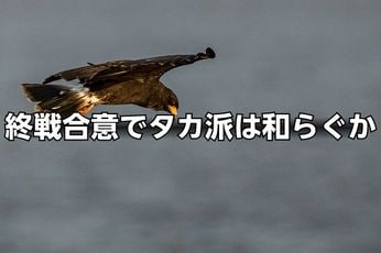 終戦合意でドル売り株高進行。各国中央銀行のタカ派姿勢は和らぐのか