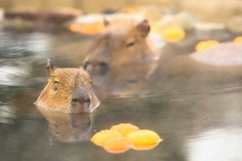 今年を振り返るキーワード（6）『世界同時景気回復』と『低インフレ』