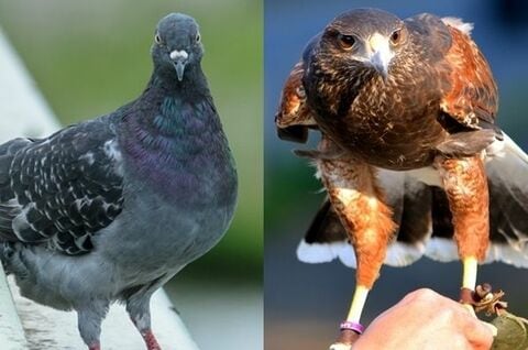 イベント前の心の準備　ハトかタカか？今晩発表のＦＯＭＣ結果に注目