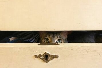 日本企業の利益：慎重な見通しは予想外の好材料へ