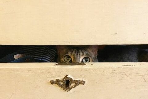 日本企業の利益：慎重な見通しは予想外の好材料へ