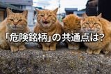 【クイズ】財務危機銘柄の見分け方:優待投資家も必見の「損切りルール」を学ぶ