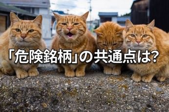 【クイズ】財務危機銘柄の見分け方:優待投資家も必見の「損切りルール」を学ぶ