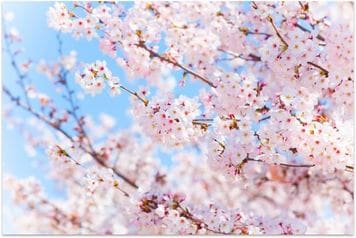 【図解】3月の権利確定前に学ぶ「新・株主優待トレンド」