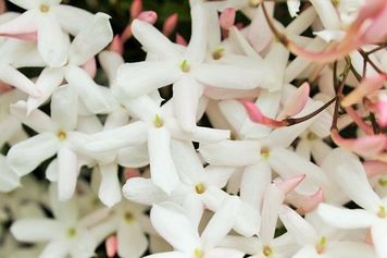 【2011(平成23)年1月14日】ジャスミン革命、アラブ民主化に進展